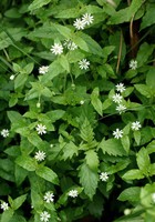 Myosoton aquaticum