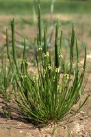 Myosurus minimus