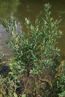 Myrica gale
