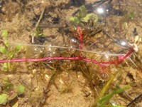 Myriophyllum alterniflorum