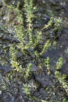 Myriophyllum verticillatum