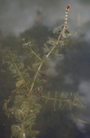 Myriophyllum spicatum