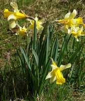 Narcissus pseudonarcissus