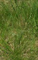 Nardus stricta