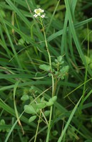 Nasturtium microphyllum