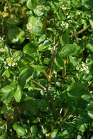 Nasturtium officinale