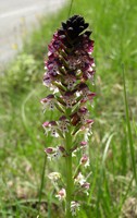 Neotinea ustulata
