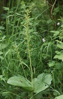 Neottia ovata