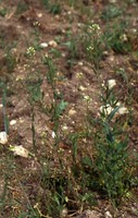Neslia paniculata