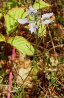 Nigella arvensis