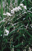 Noccaea montana