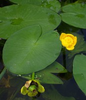 Nuphar lutea
