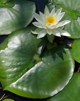 Nymphoides peltata