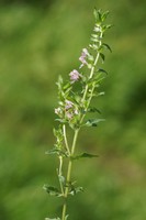 Odontites vernus