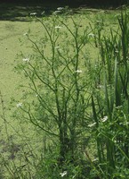 Oenanthe aquatica