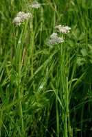 Oenanthe fistulosa