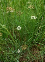 Oenanthe lachenalii