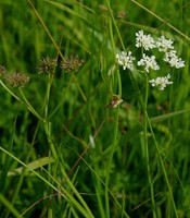 Oenanthe peucedanifolia