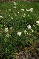 Oenanthe pimpinelloides