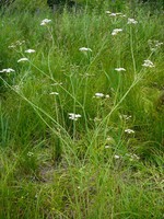 Oenanthe silaifolia