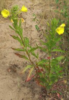 Oenothera biennis