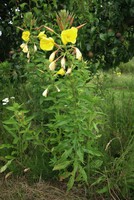 Oenothera glazioviana