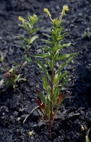 Oenothera parviflora