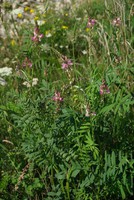 Onobrychis viciifolia