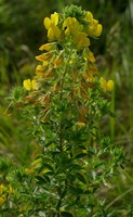 Ononis natrix