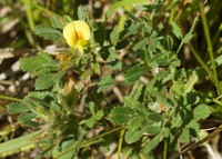 Ononis pusilla