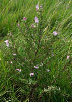 Ononis spinosa