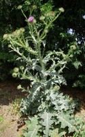 Onopordum acanthium