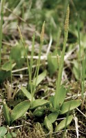Ophioglossum azoricum