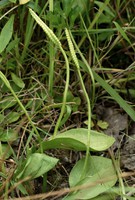 Ophioglossum vulgatum