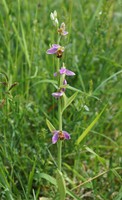 Ophrys apifera