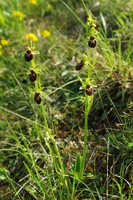 Ophrys aranifera
