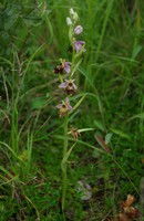 Ophrys fuciflora
