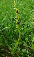 Ophrys insectifera