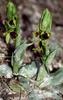 Ophrys virescens
