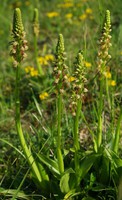 Orchis anthropophora