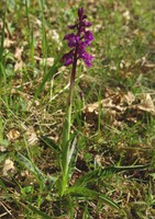 Orchis mascula
