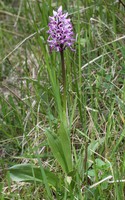 Orchis militaris