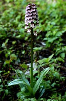 Orchis purpurea