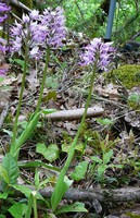 Orchis simia