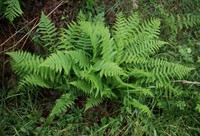 Oreopteris limbosperma