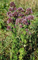 Origanum vulgare