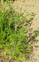 Orlaya grandiflora
