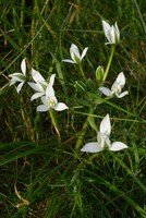 Ornithogalum umbellatum