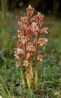 Orobanche alba