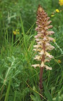 Orobanche amethystea
